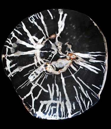 Detail of a petrified Wood Side table