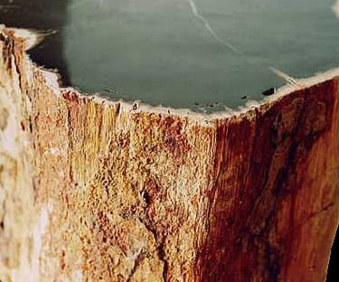 Top polished petrified wood showing bark