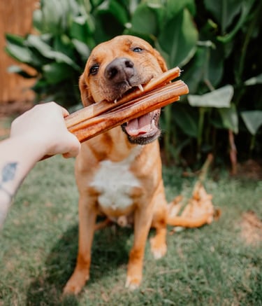 /dog-treats/bully-stick