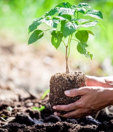 Green CSR initiative showcasing community planting efforts by Garden Designers