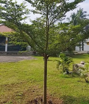 Expansive farmhouse garden with edible plants and serene pathways by Garden Designers