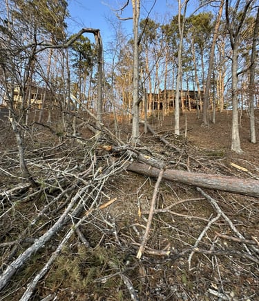 Trees damaged from ice storm in Counce, TN Winn Springs Cove