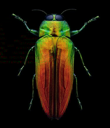 Belionota sumptuosa Prachtkäfer