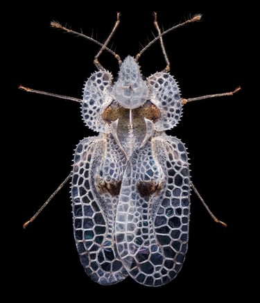 Corythucha ciliata netzwanze