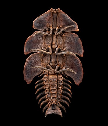 Duliticola Trilobitkäfer