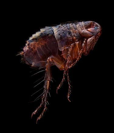 Pulicidae flee floh