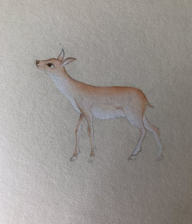 Yavru Ceylan Minyatür Sulu Boya Çalışması