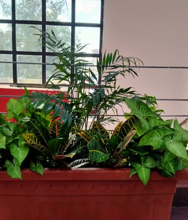 newgreentouch Landscaping plant care