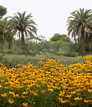 famoso parco con girasoli in primo piano e sfondo di giardino in fiore.