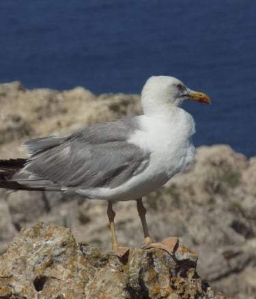gabbiano in primo piano appoggiato sulla scogliera portoghese e sfondo l'oceeano