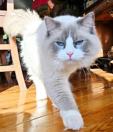 bi color blue mitted ragdoll cat blue eyed TICA registered ragdoll cat