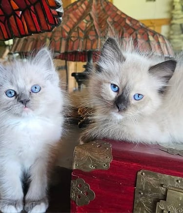 blue mitted TICA registered ragdoll kitten raised in the house and seal point mitted TICA registered ragdoll kitten raised in