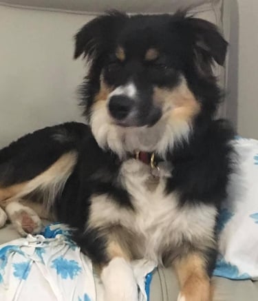 tri black border collie puppies 