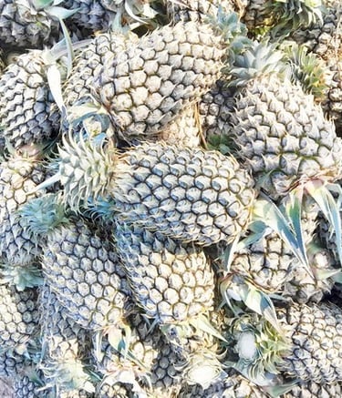 nanas potel yang dipotong bagian mahkota atas dan dijual berdasarkan berat buah