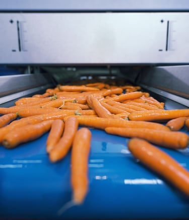 Fresh organic carrots moving along a blue industrial conveyor belt in a vegetable processing facility.
