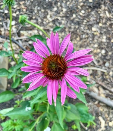 Purple cone flower