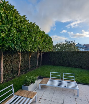 Kohekohe pleached/ standardised hedge with ficus pumila to add a green depth backdrop