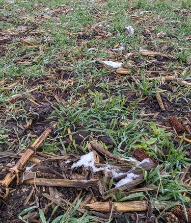 A mix of rye, hairy vetch and clover
