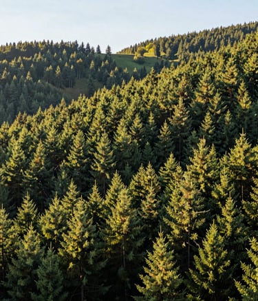 A beautiful panoramic view of the forest hills surrounding Remiremont, soft sunlight filtering through the pine trees, French / Vosges Region, serene and adventurous atmosphere, vibrant shades of sage and forest green.