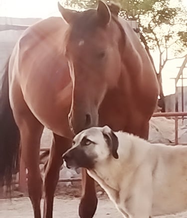 Kangal and the horse