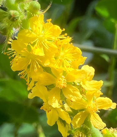 Terapia Holistica, Esencias Florales, Holistic therapy, Flower essence