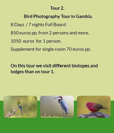 Flyer Tour 2 – 8-day bird photography Gambia tour with full board, price from €850 per person, visit