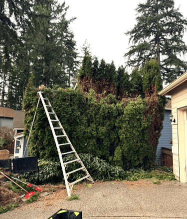 Arborvitae hedge trimming with ladder in Lynnwood Washington