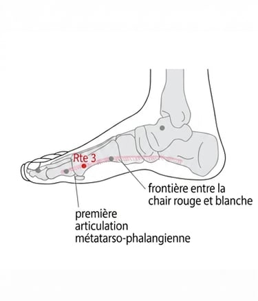 schéma du point d'acupuncture Rate 3