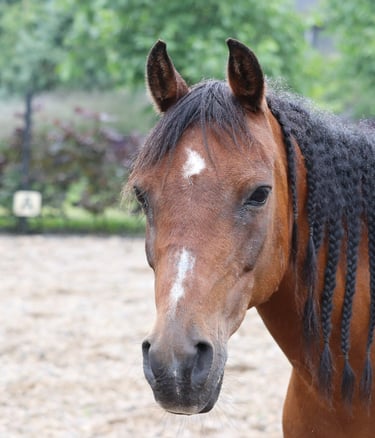Bruin paarden hoofd van het paard Beauty met vlechten in het haar