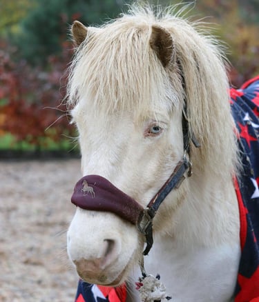 Wit paardenhoofd van het paard Merlin