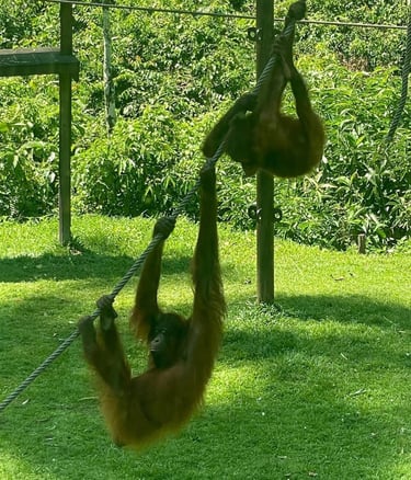 borneo sepilok orangutan feeding