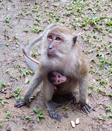 thailand phang nga wat suwan khuha monkeys