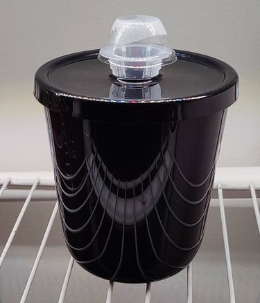 Day 1 After Planting Buttercrunch Lettuce Seed