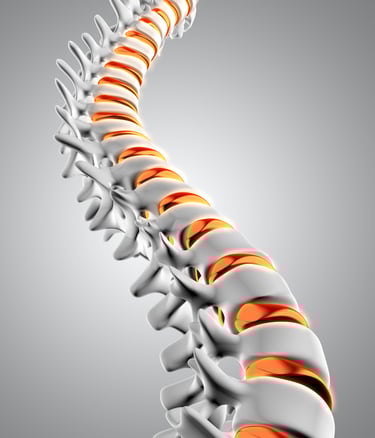 columna vertebral
