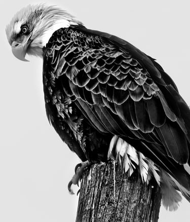 aquila