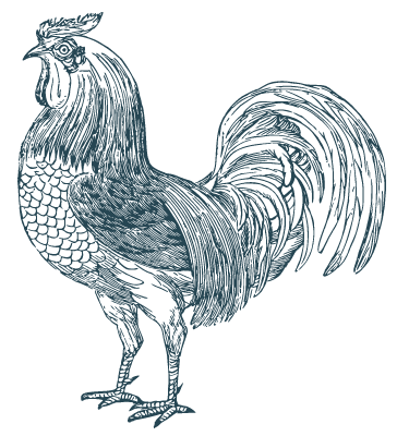 illustration d'un coq