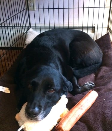 A black lab lies in her wire kennel with her chin on her toy.