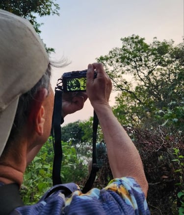 A customer is taking picture of the langur on Son Tra, Da Nang.