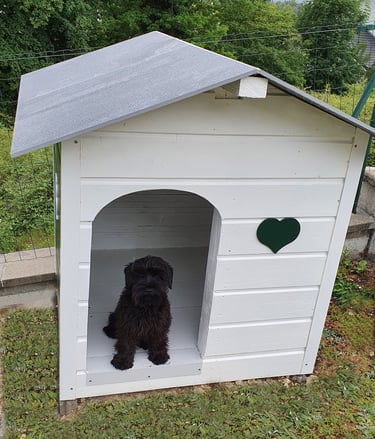 chiot Schnauzer assis dans une niche