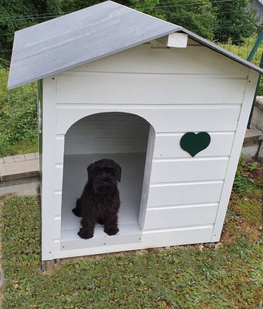 chiot Schnauzer assis dans une niche