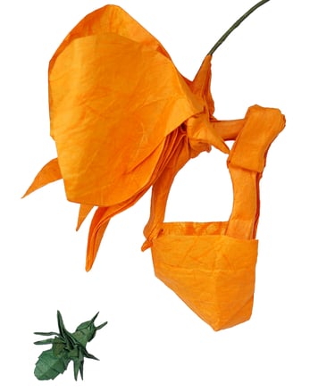 Bucket orchid_Cekouat León Origami