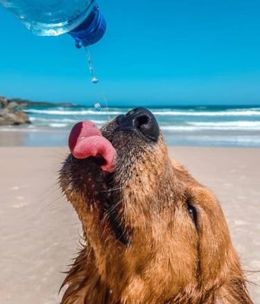 Perro bebiendo agua purificada cuidado especial