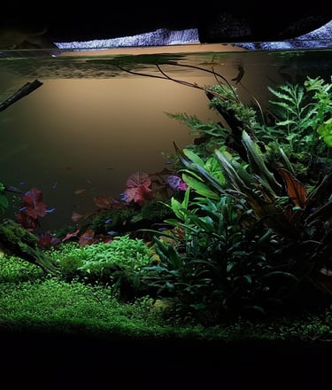 aquario plantado aquapaisagismo plantas peixe neon