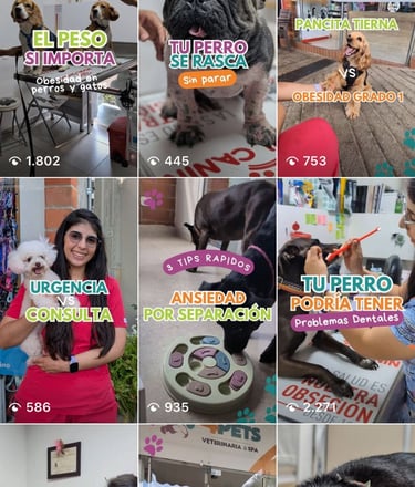 visualizaciones del perfil de instagram de 4pets cali