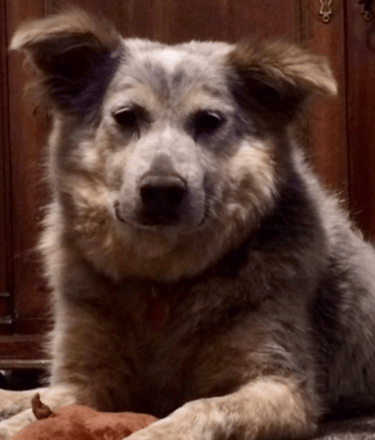 Bailey thriving and confident in her forever home.