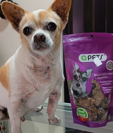 Este perrito disfruta de un rico snack +QPets