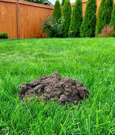 Unsightly mole mound in a beautifully landscaped lawn with lush green grass
