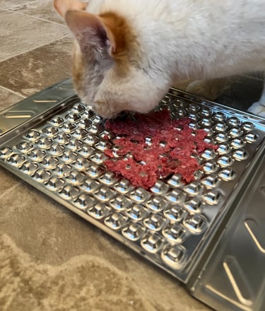 Ludo the cat enjoying his raw food order from Kitty's Rawr Store 