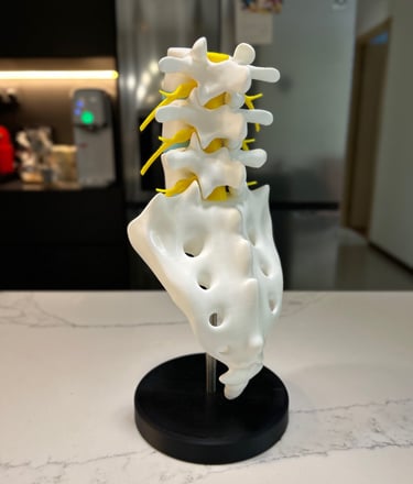model of a human spine