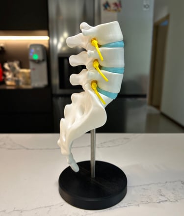 model of a human spine
